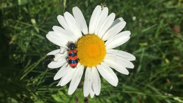 Margarite mit Käfer auf Wiese