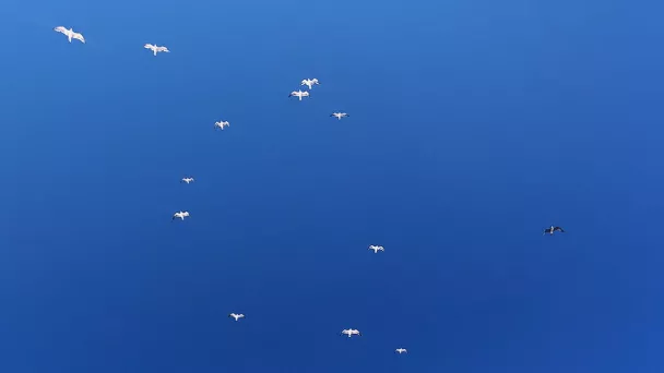 Möwen im Himmel