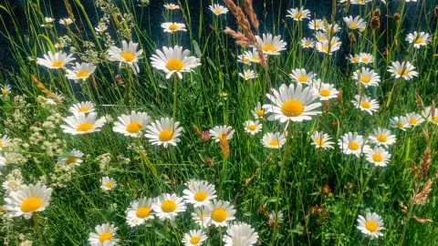 Blumenwiese