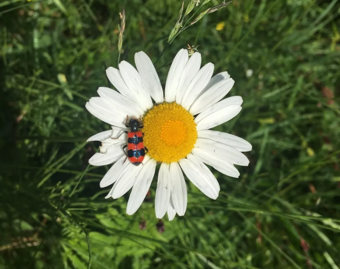 Margarite mit Käfer auf Wiese