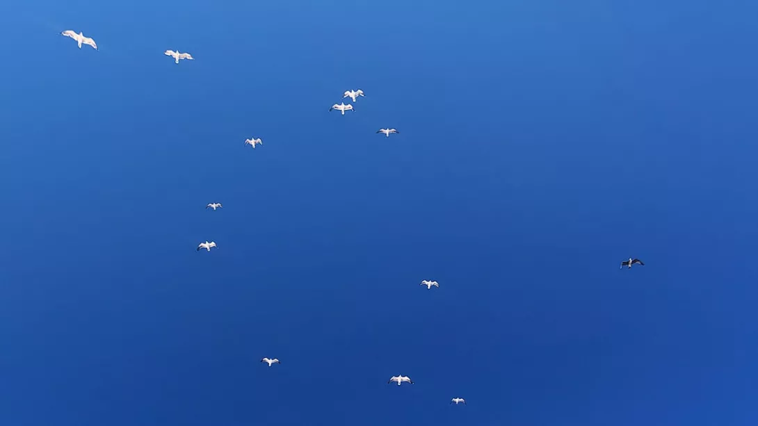 Möwen im Himmel